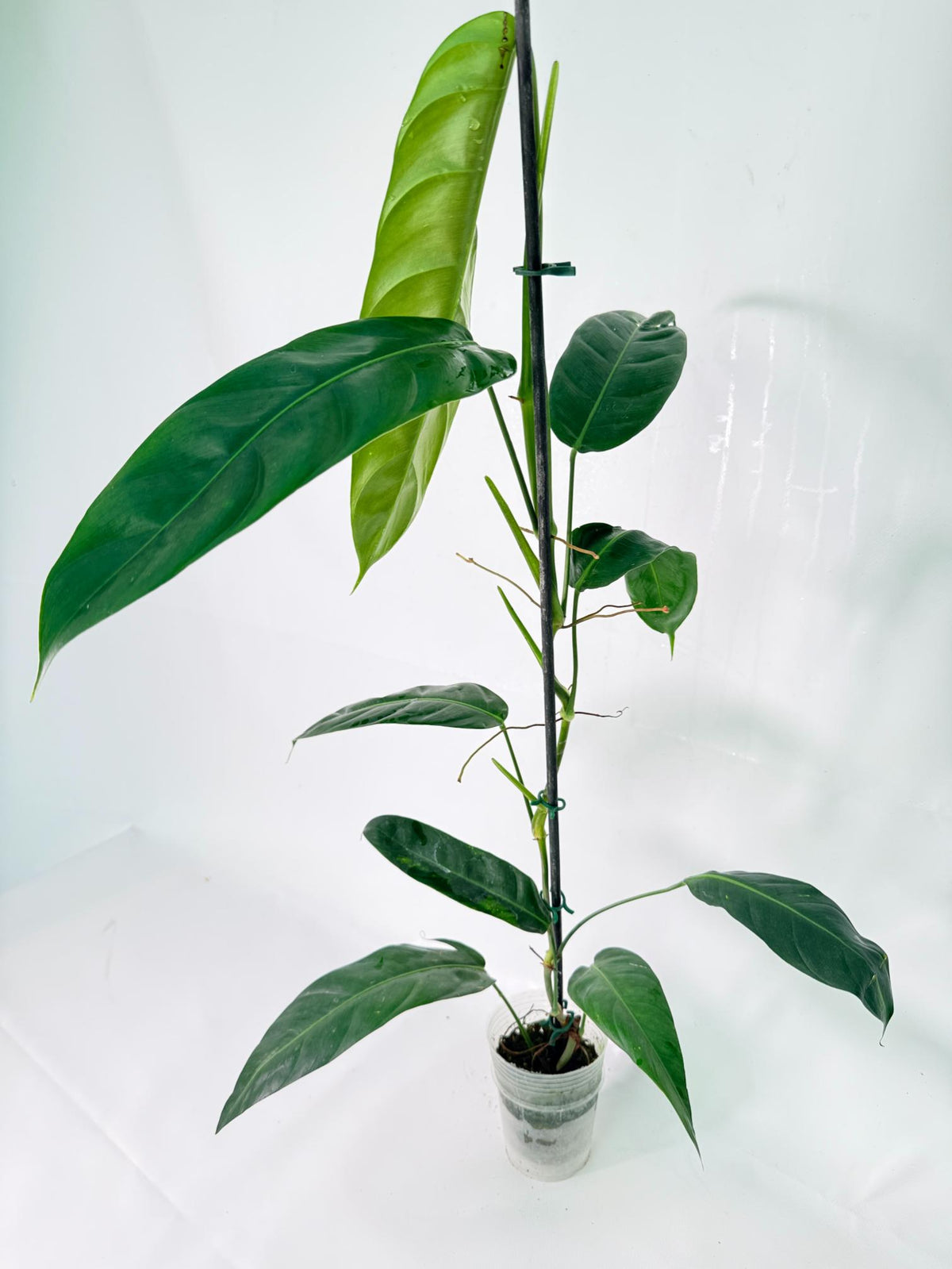 Philodendron Patriciae XL 01