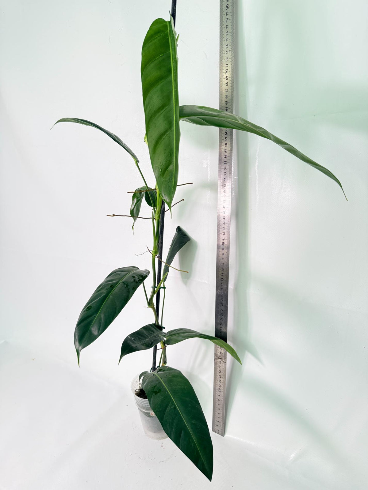 Philodendron Patriciae XL 09