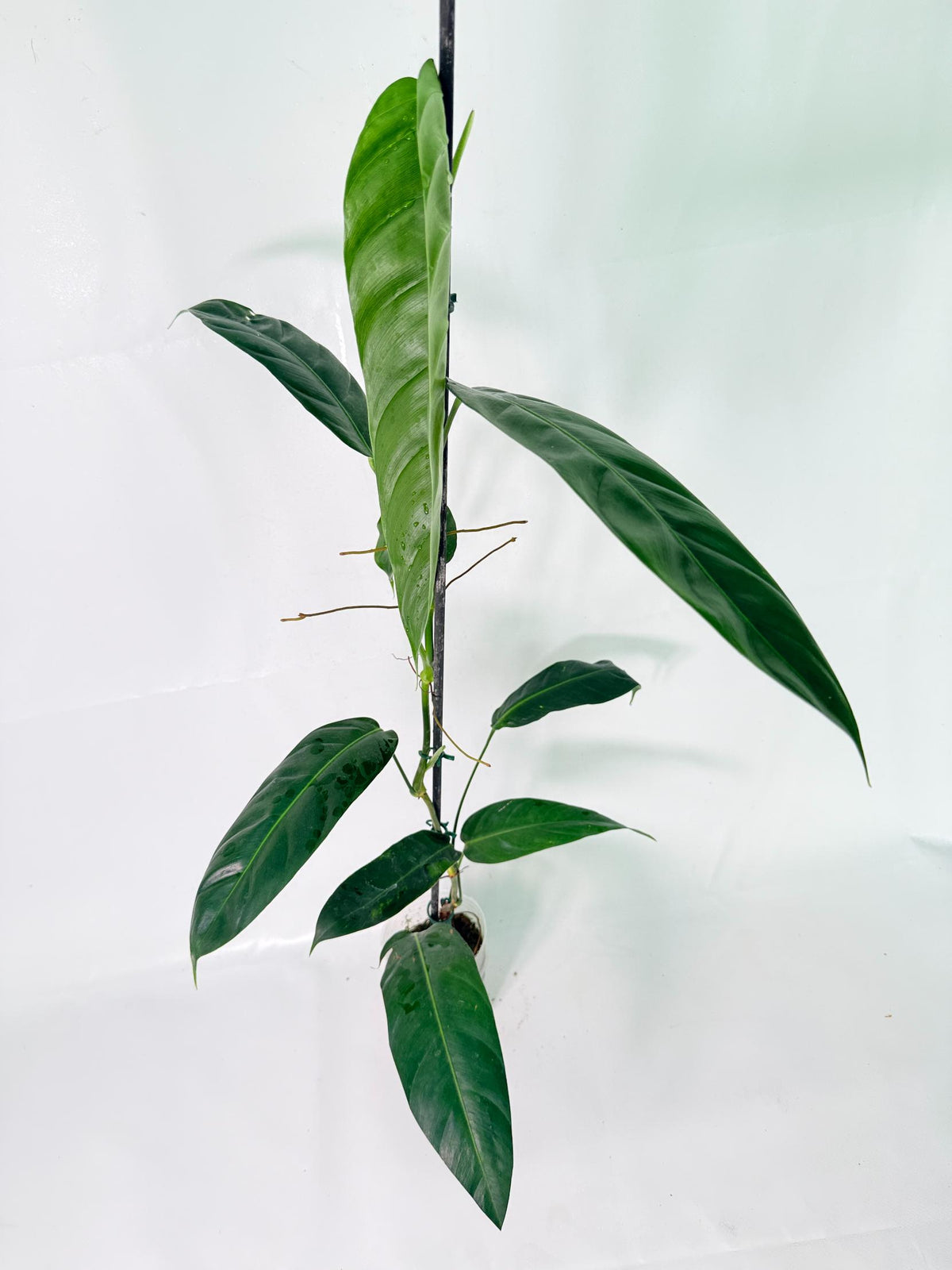 Philodendron Patriciae XL 02