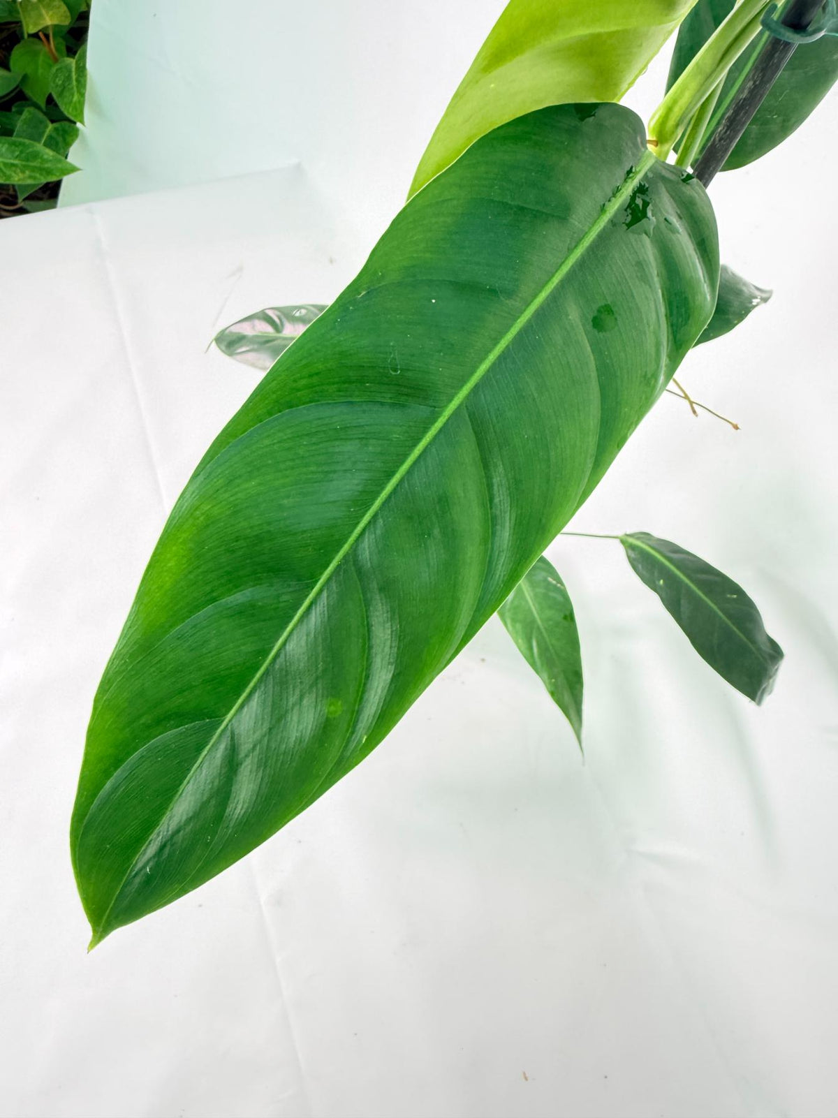 Philodendron Patriciae XL 02