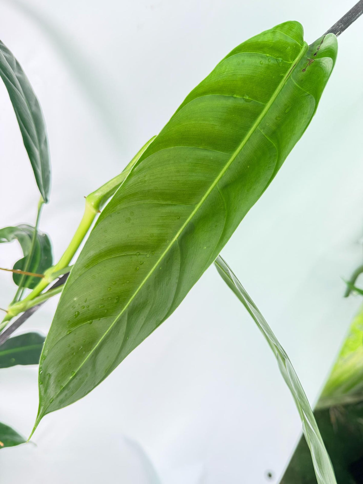Philodendron Patriciae XL 3