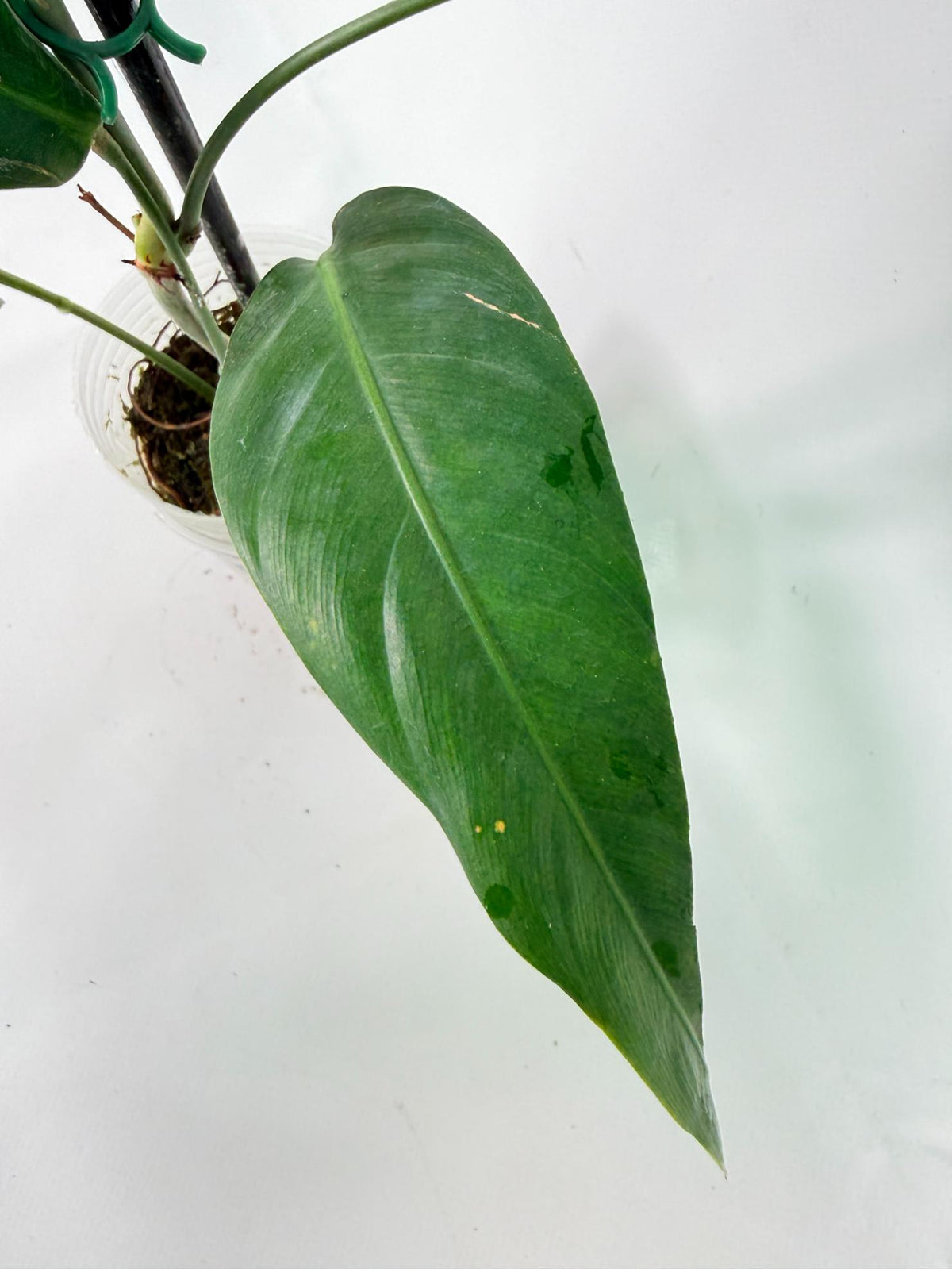 Philodendron Patriciae XL 04