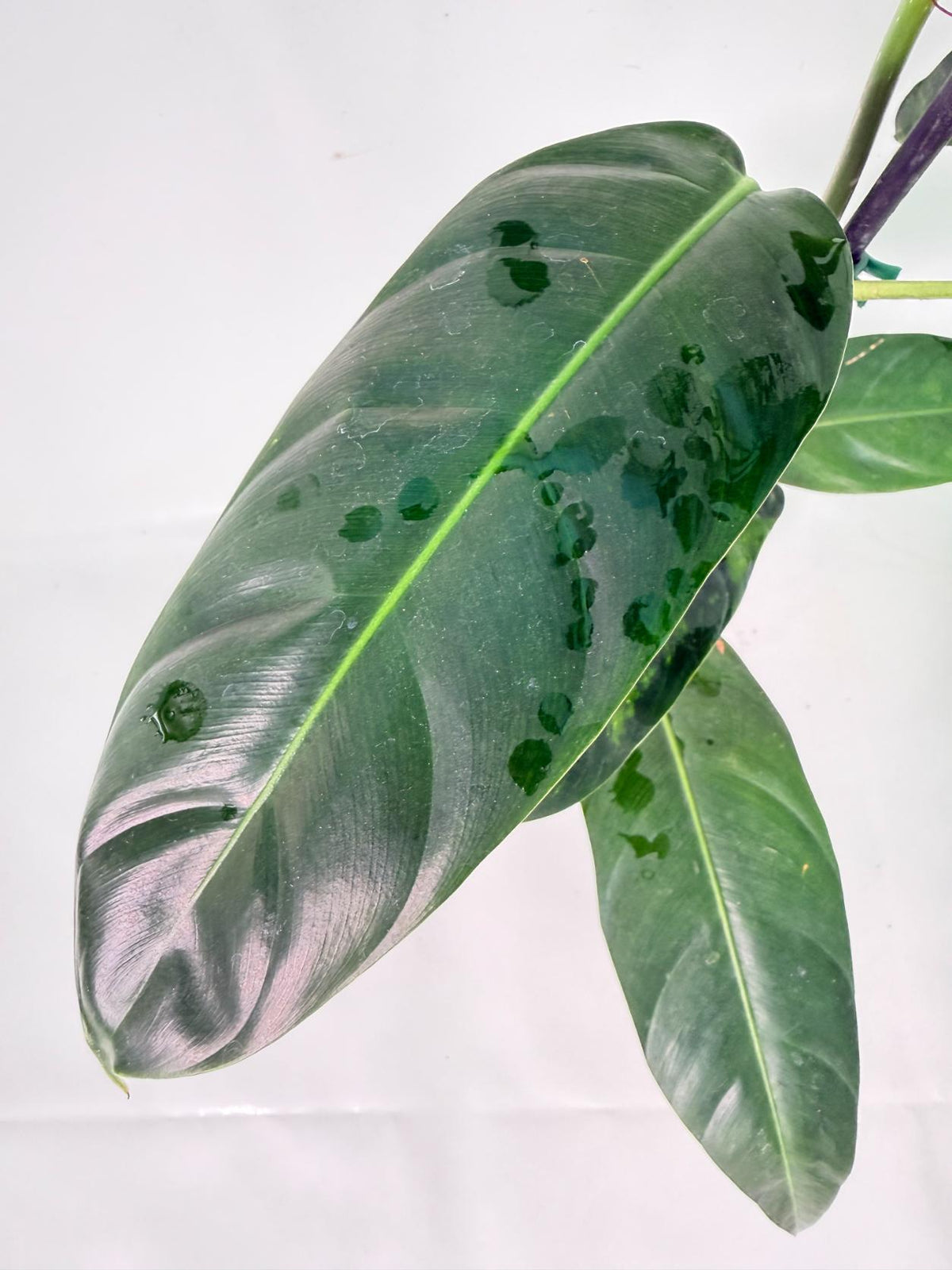 Philodendron Patriciae XL 05