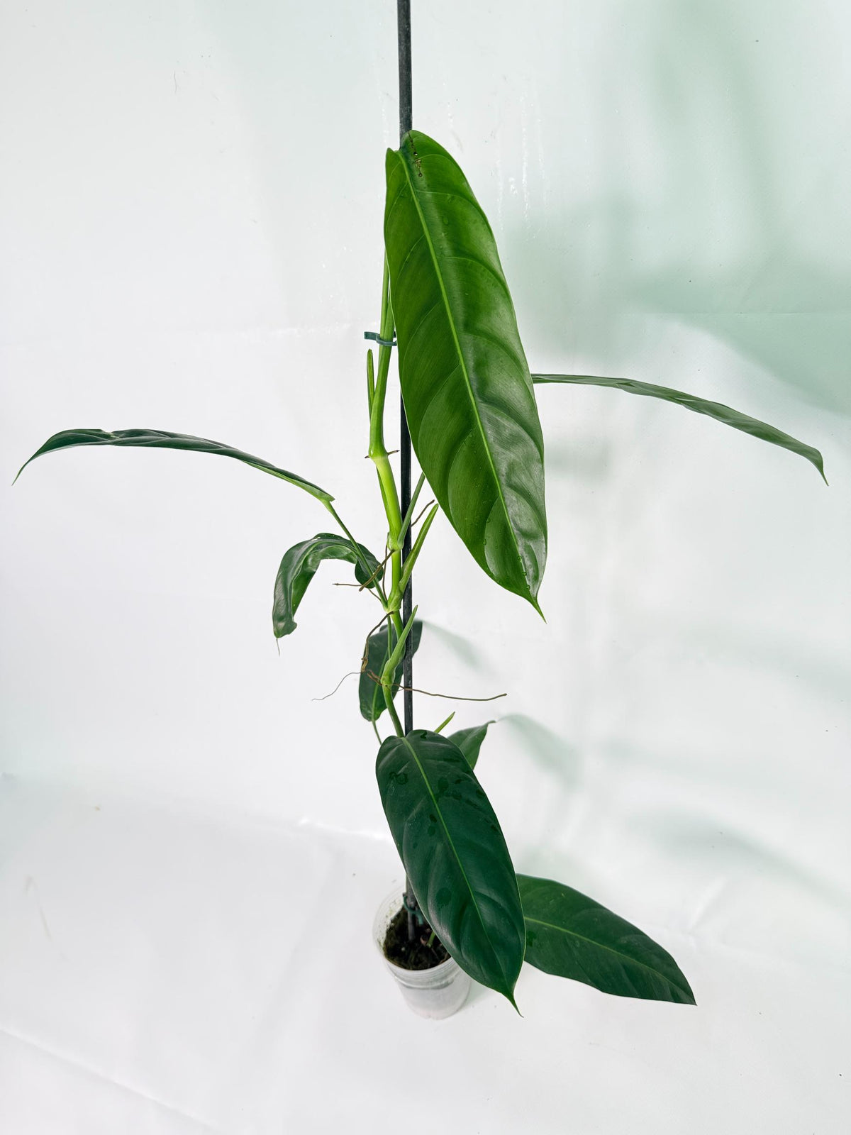 Philodendron Patriciae XL 06