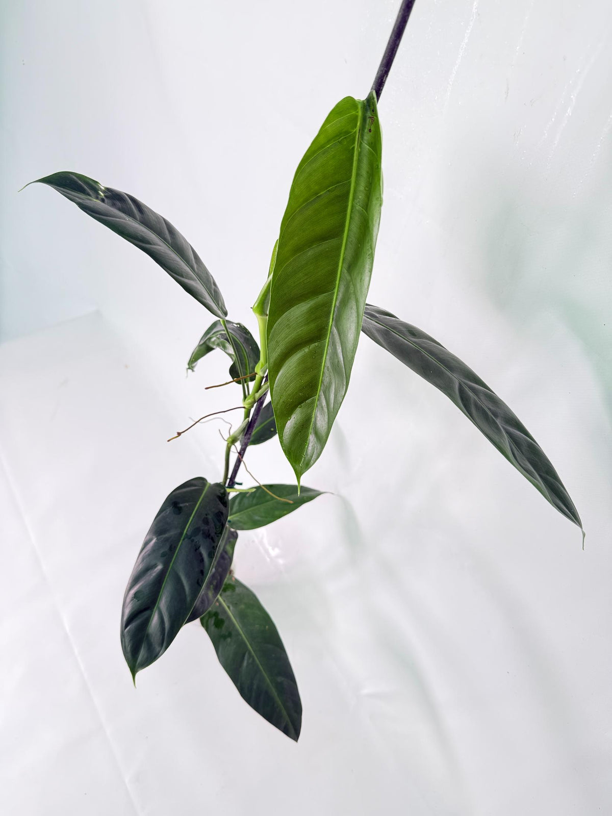 Philodendron Patriciae XL 07