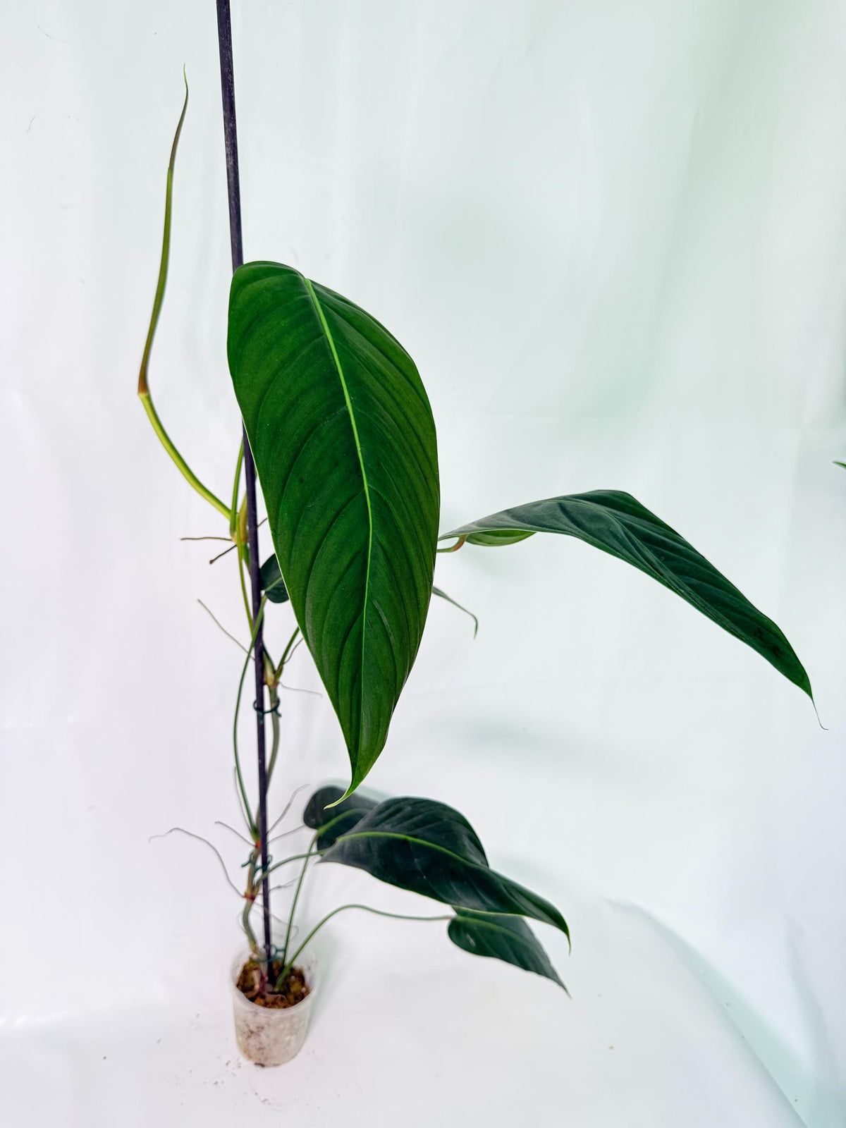 Philodendron Patriciae XL 7