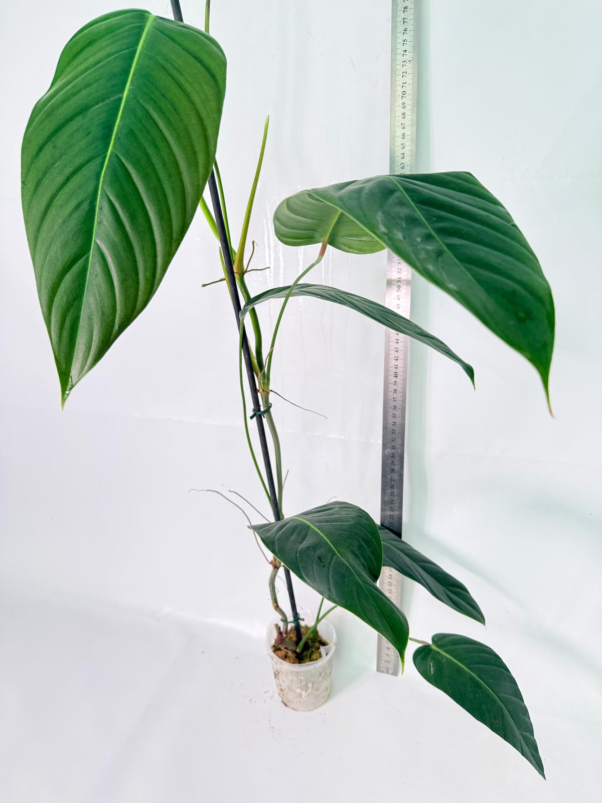 Philodendron Patriciae XL 08