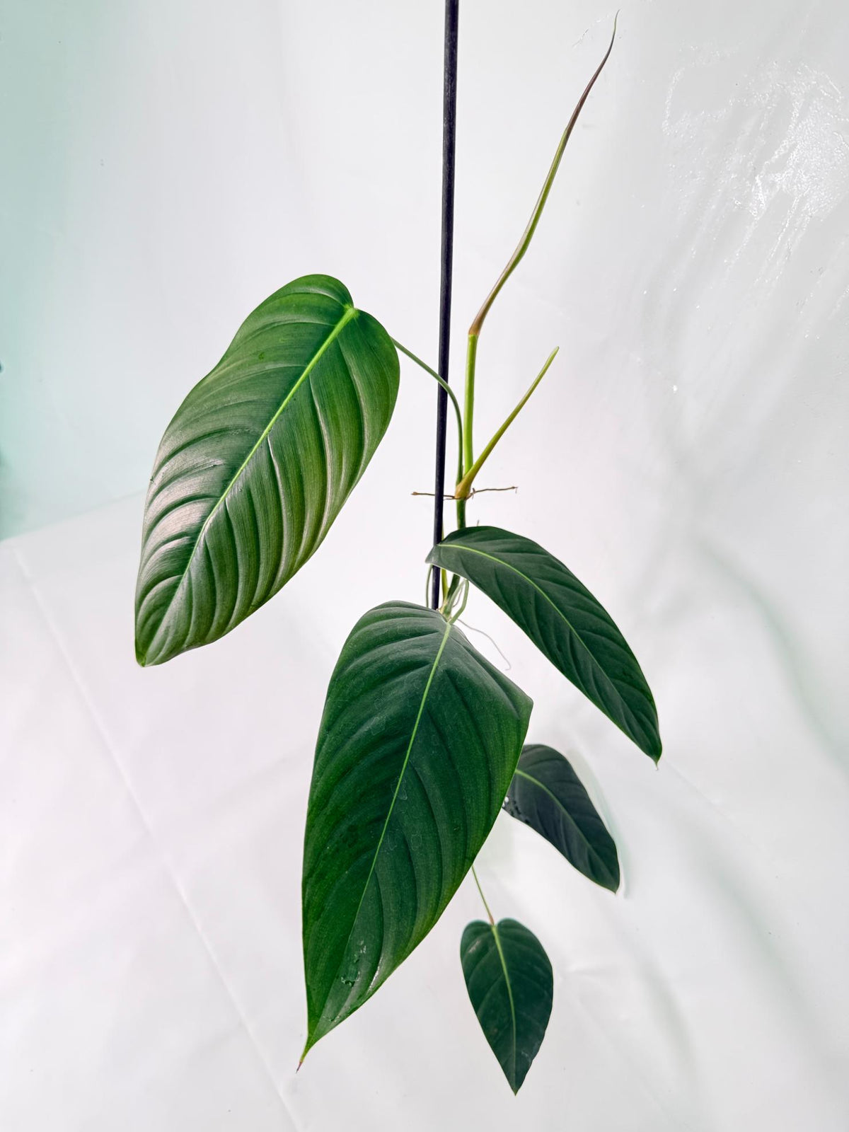 Philodendron Patriciae XL 01