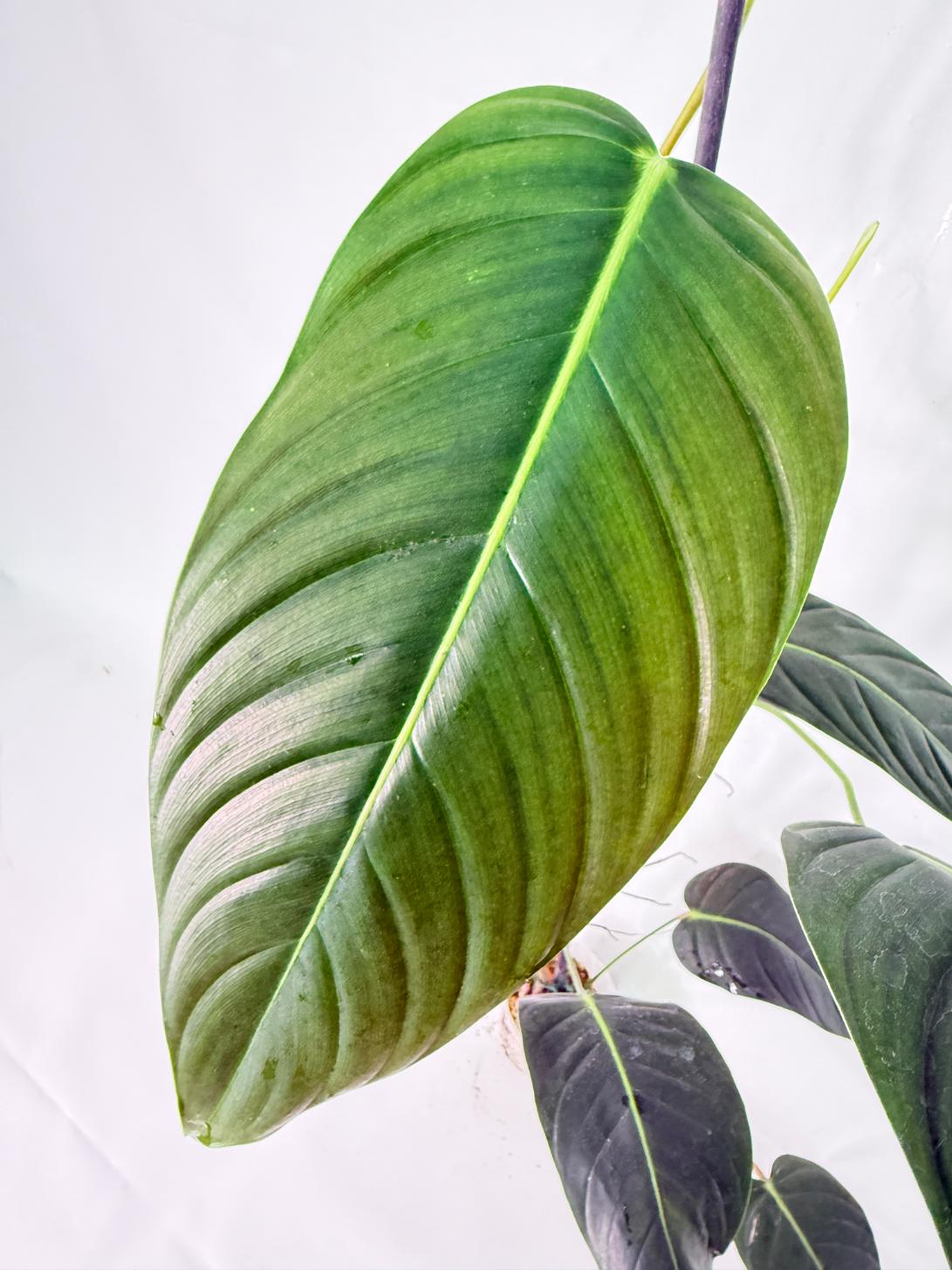 Philodendron Patriciae XL 02