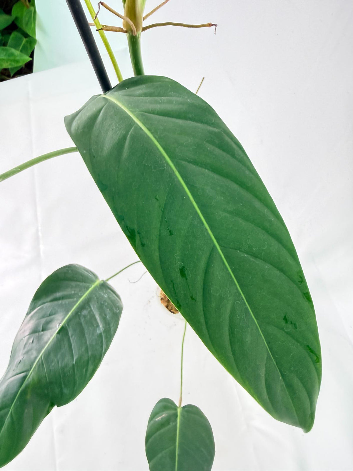 Philodendron Patriciae XL 03