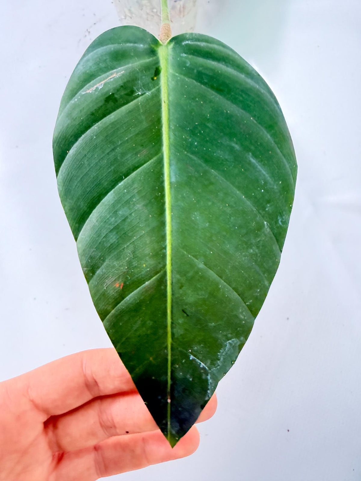 Philodendron Patriciae XL 06