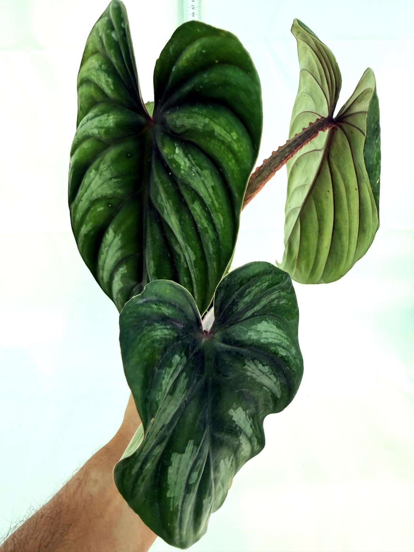 Philodendron Plowmanii 2