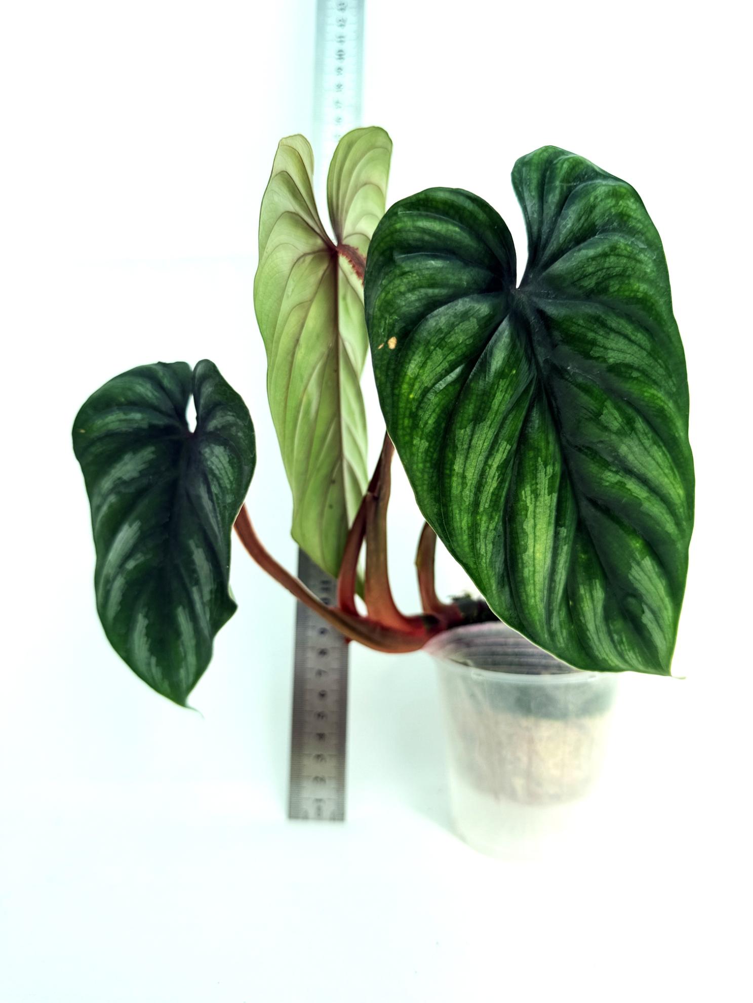 Philodendron Plowmanii 3