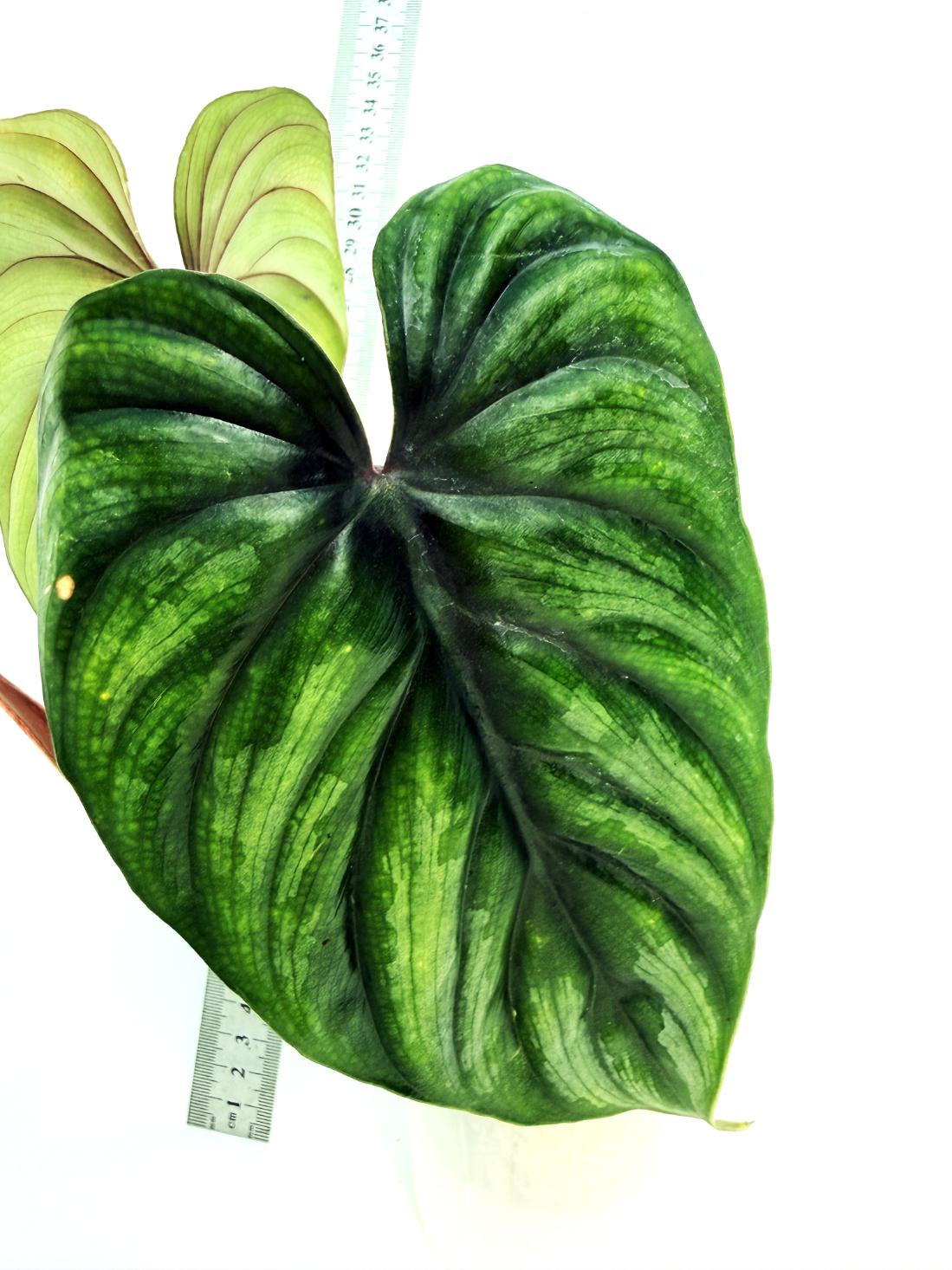 Philodendron Plowmanii 4