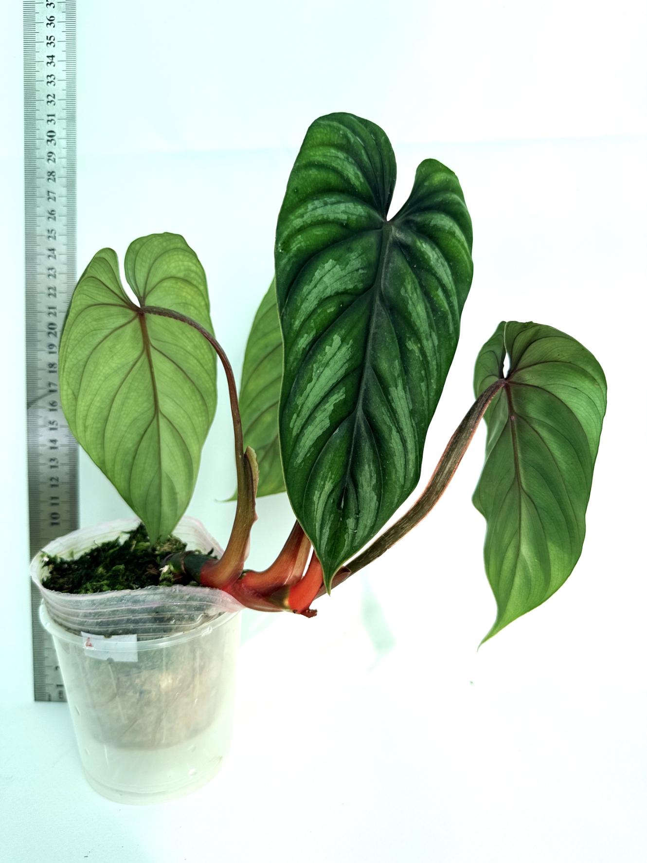 Philodendron Plowmanii 5