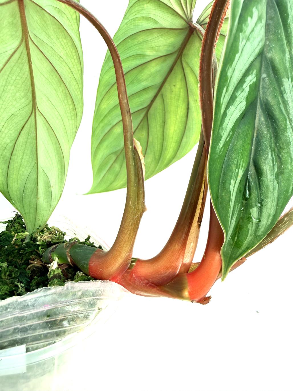 Philodendron Plowmanii 6