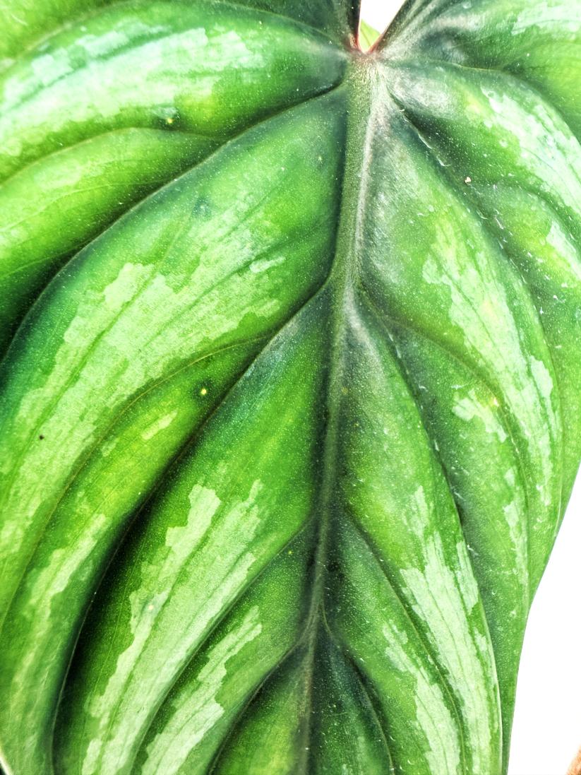 Philodendron Plowmanii 7