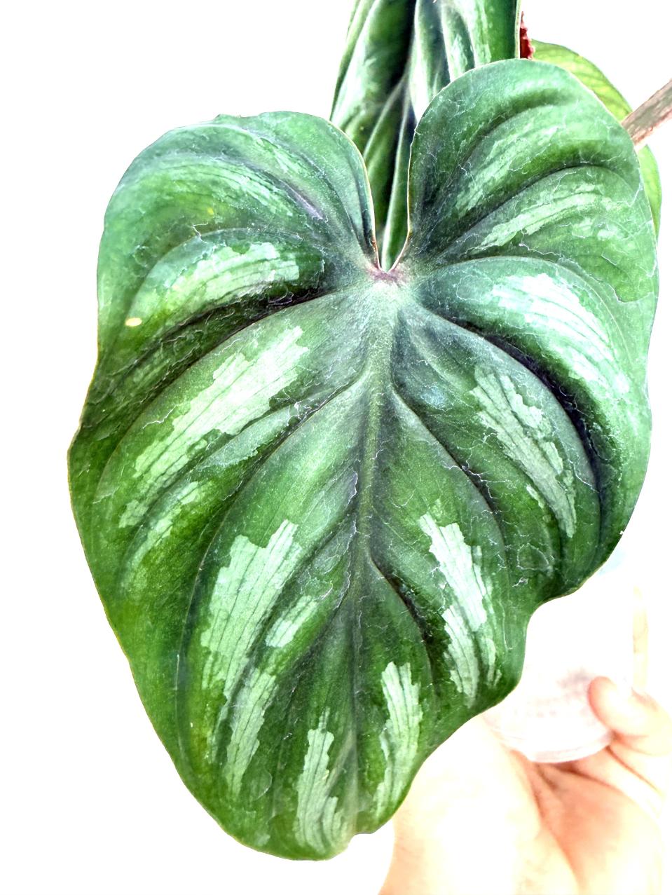 Philodendron Plowmanii 8