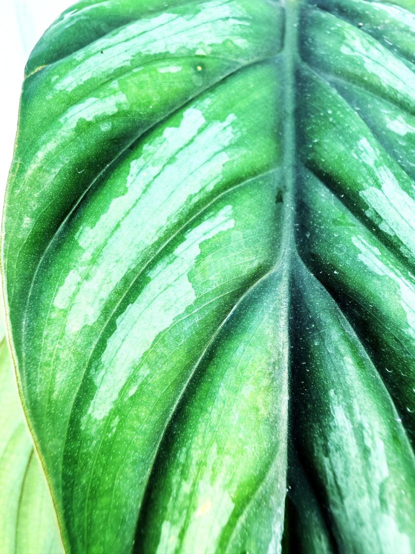 Philodendron Plowmanii 9