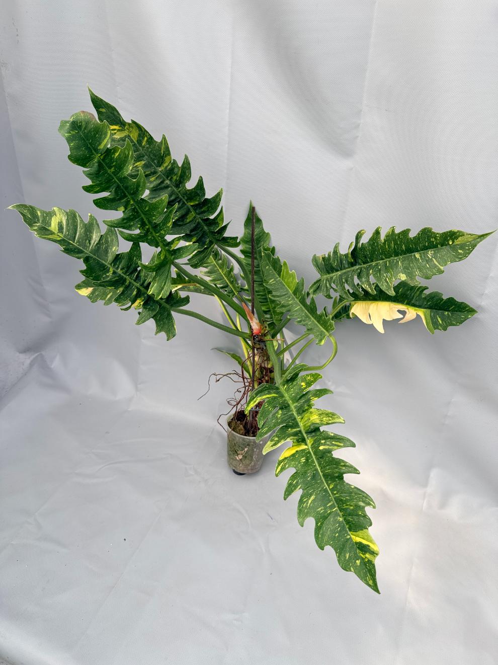 Philodendron Ring of Fire variegata 01
