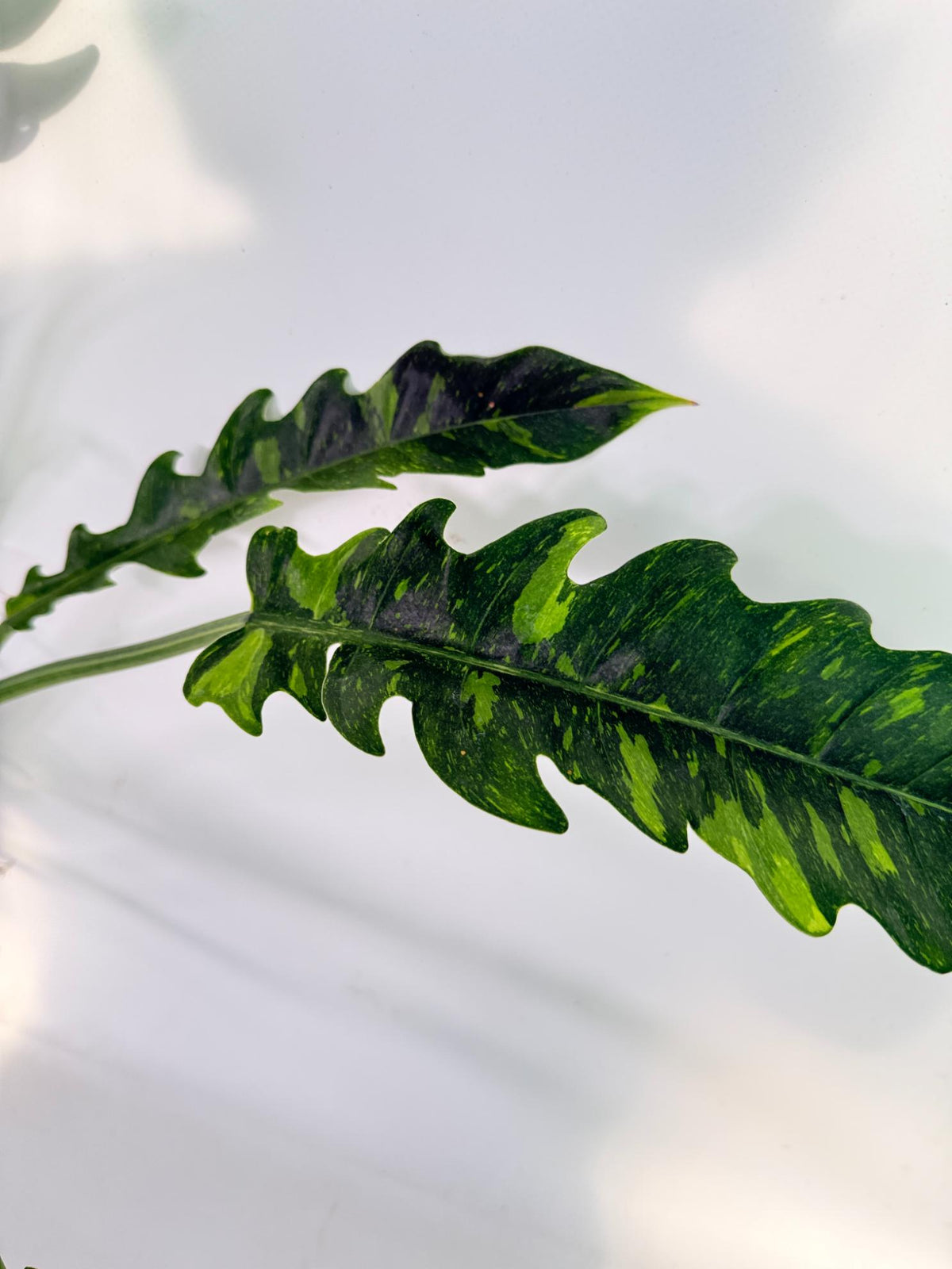 Philodendron Ring of Fire Variegata XL 10