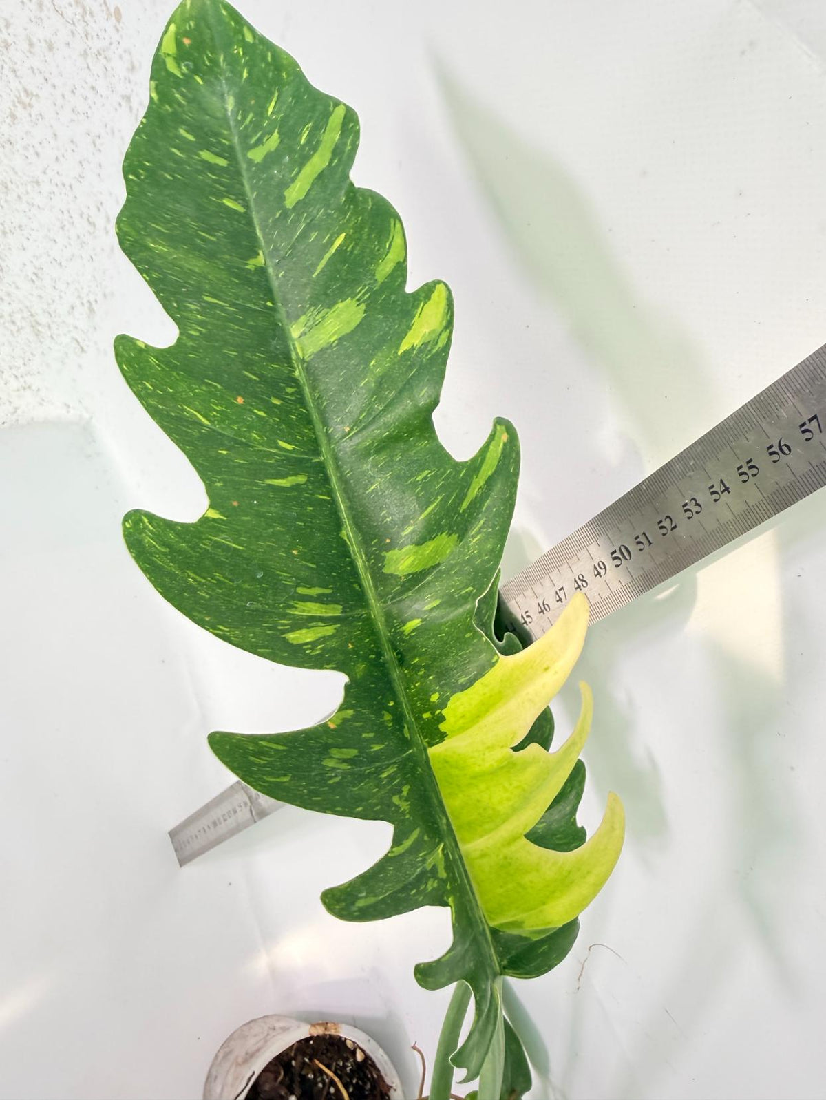 Philodendron Ring of Fire Variegata XL 3