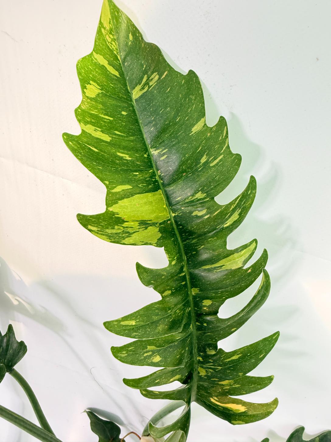 Philodendron Ring of Fire Variegata XL 1