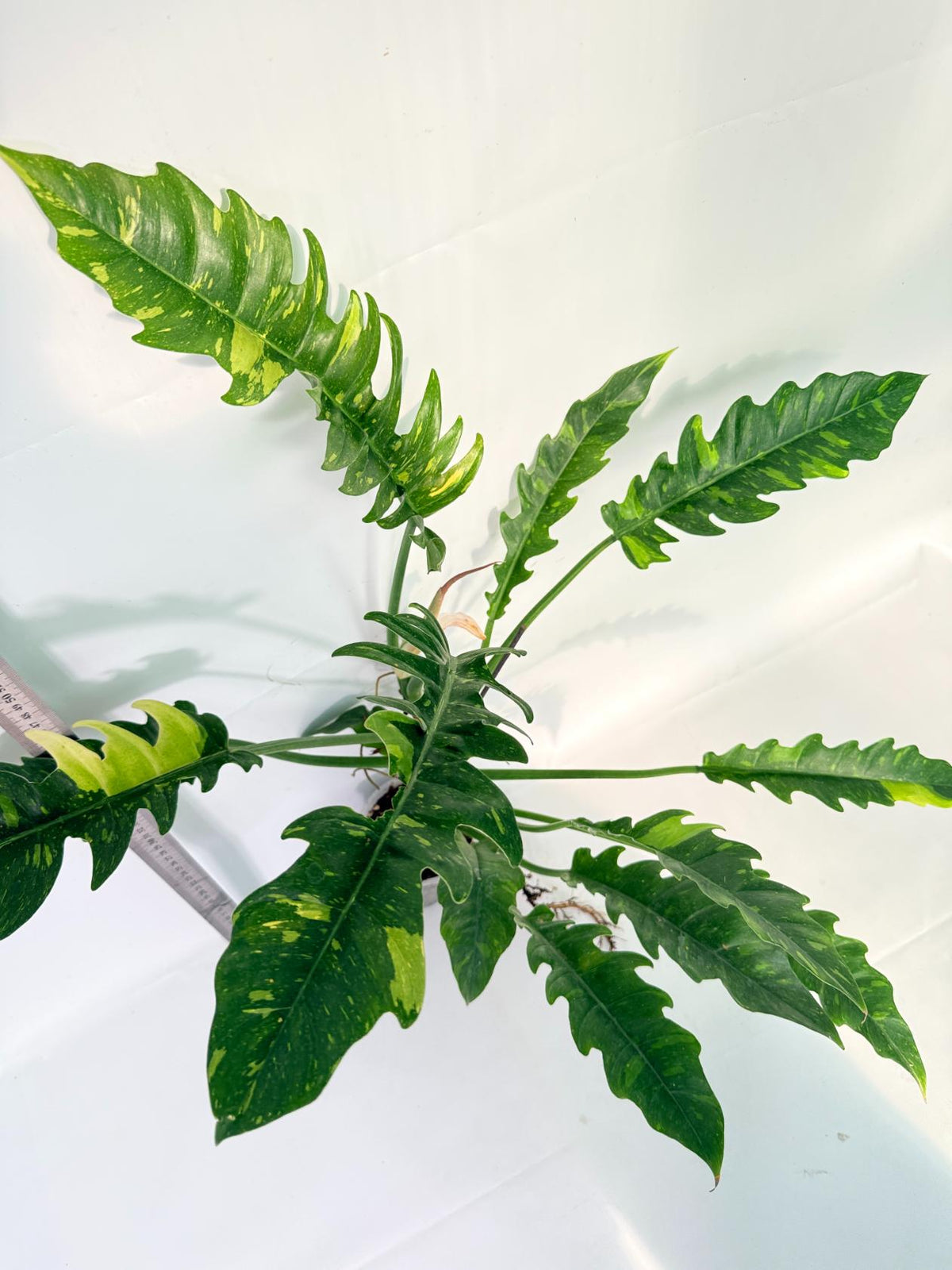 Philodendron Ring of Fire Variegata XL 7