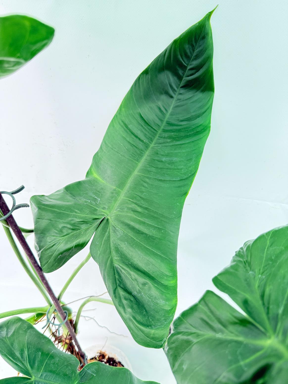 Philodendron Sharoniae XL 2