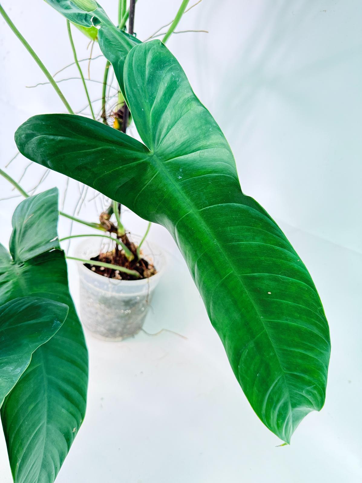 Philodendron Sharoniae XL 8