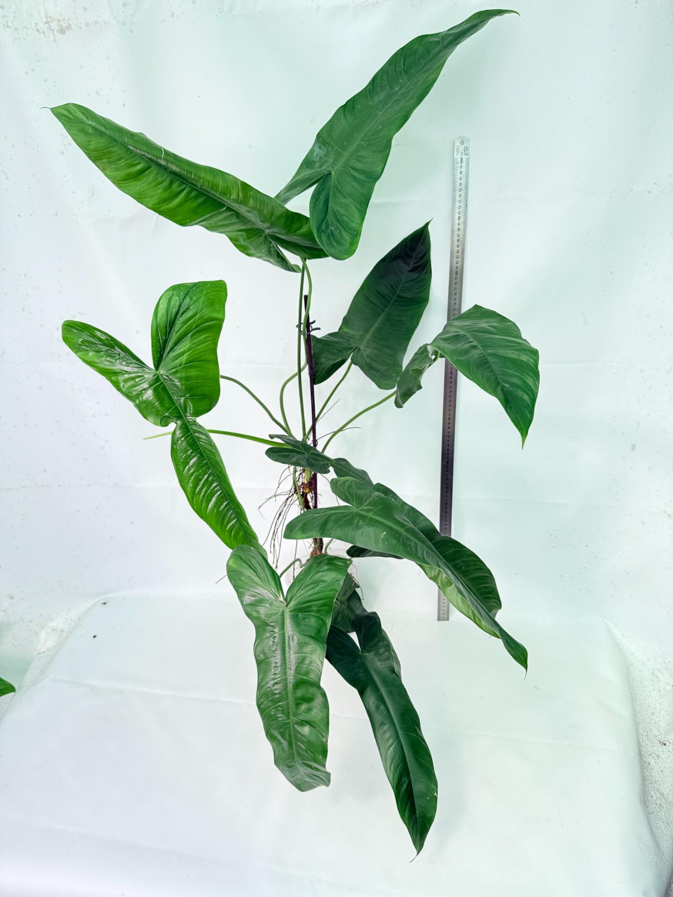 Philodendron Sharoniae XL 12