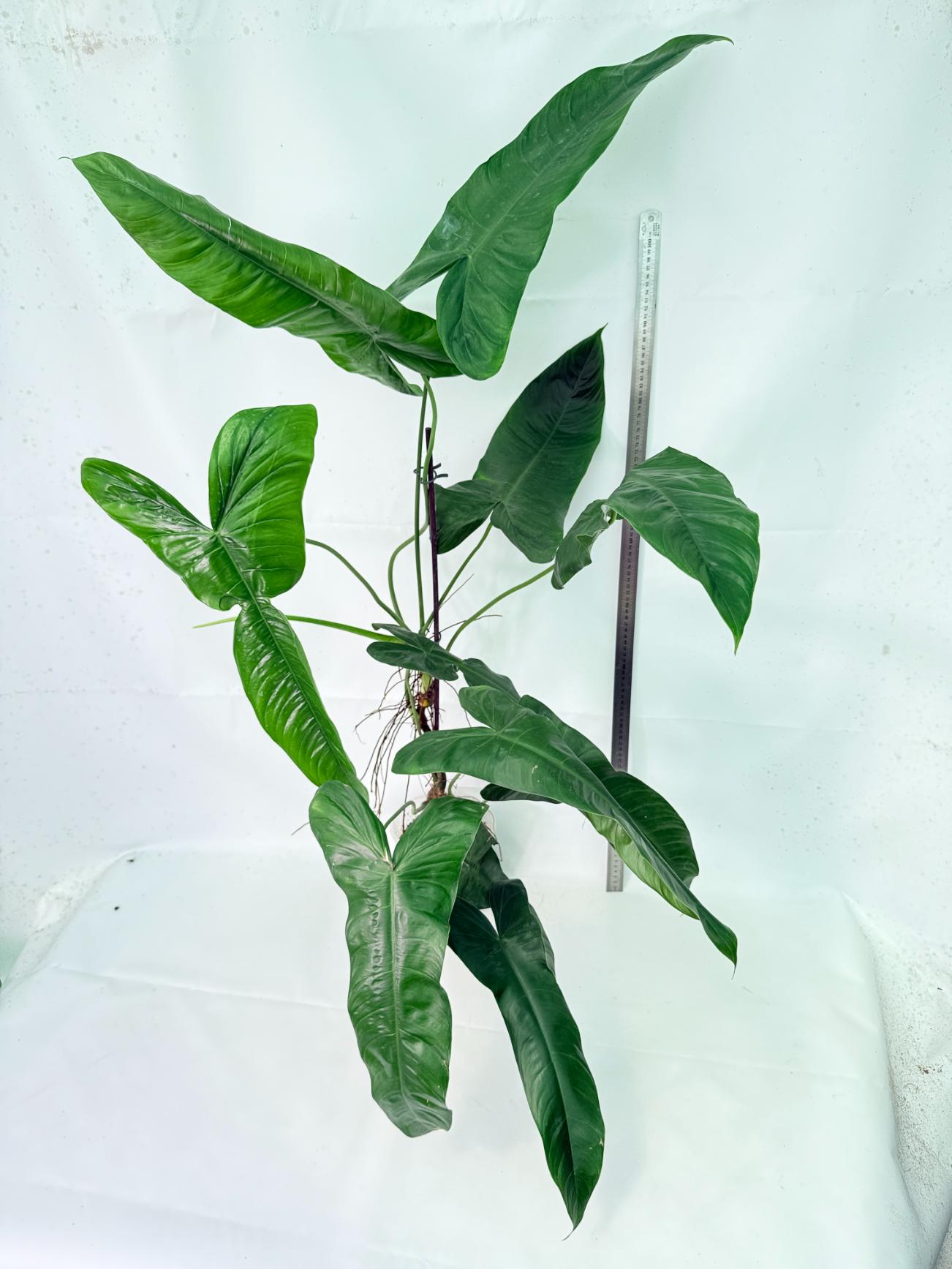 Philodendron Sharoniae XL 9