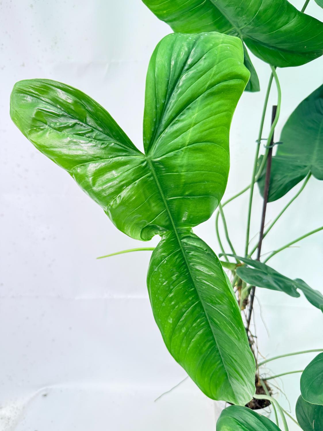 Philodendron Sharoniae XL 10