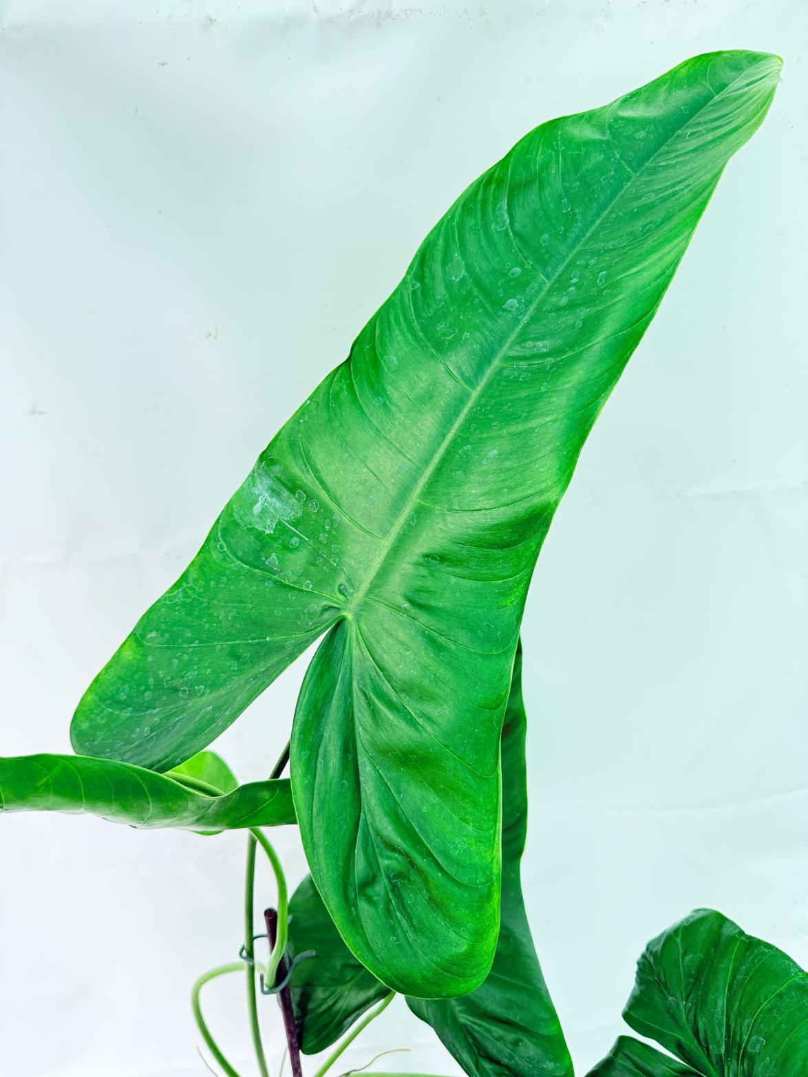 Philodendron Sharoniae XL 11