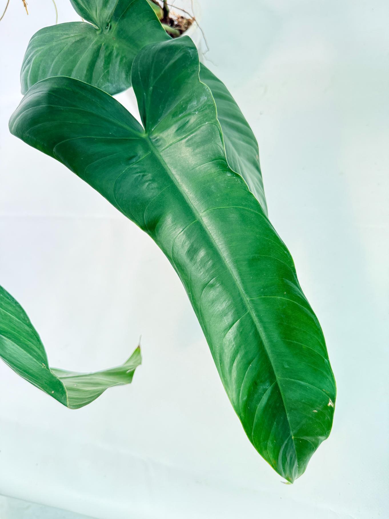Philodendron Sharoniae XL 5
