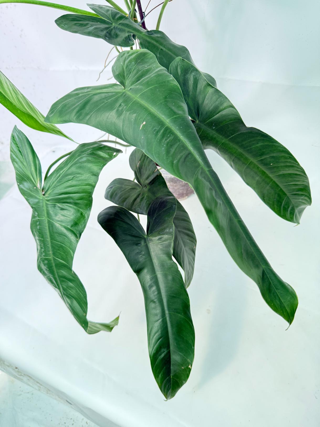 Philodendron Sharoniae XL 3
