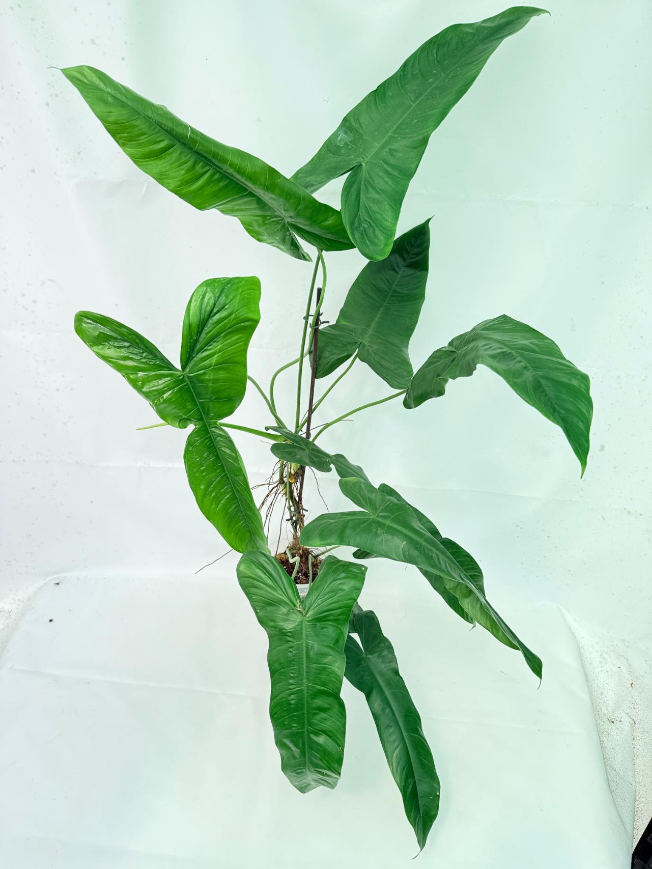 Philodendron Sharoniae XL 7