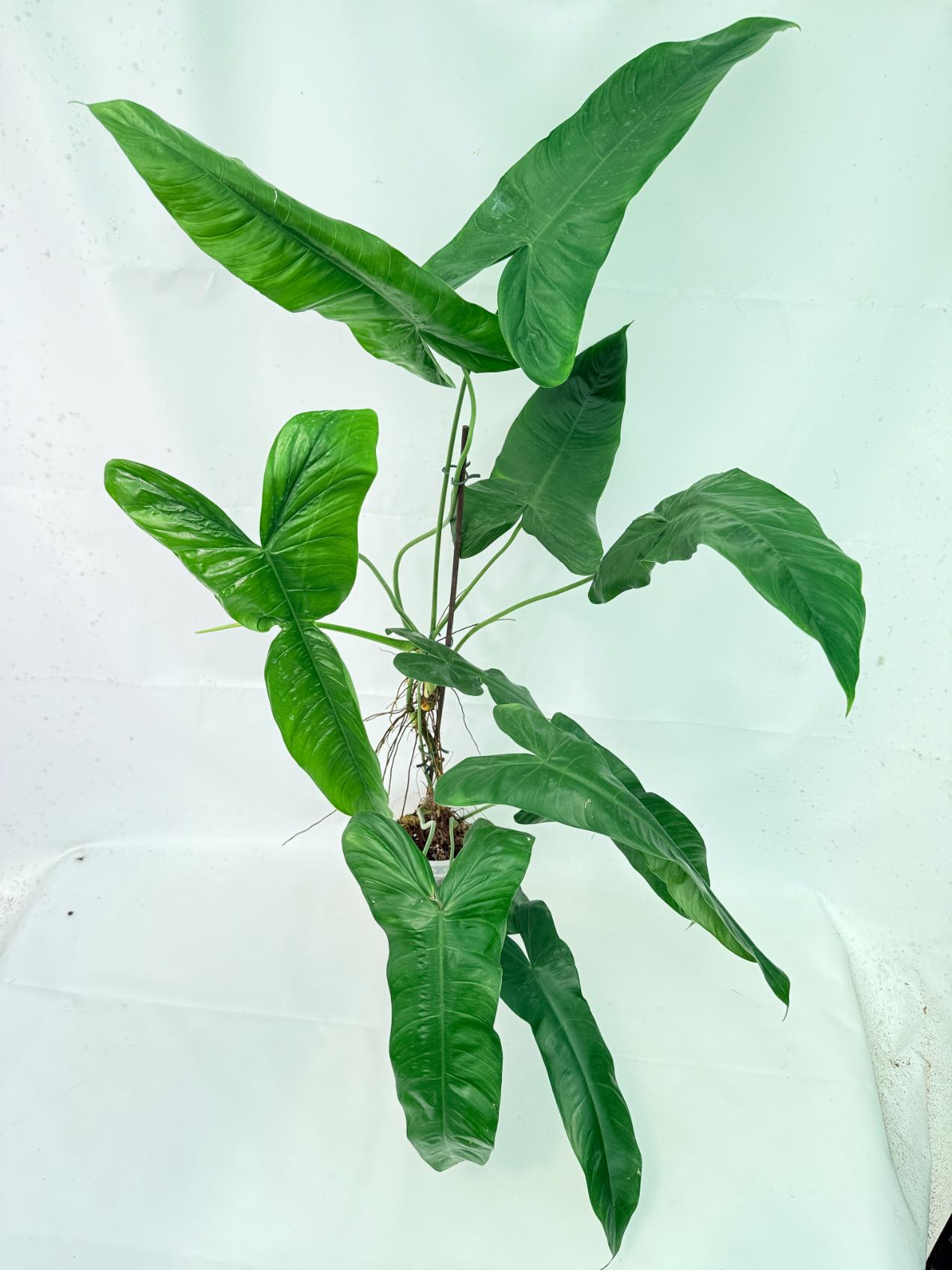Philodendron Sharoniae XL 4