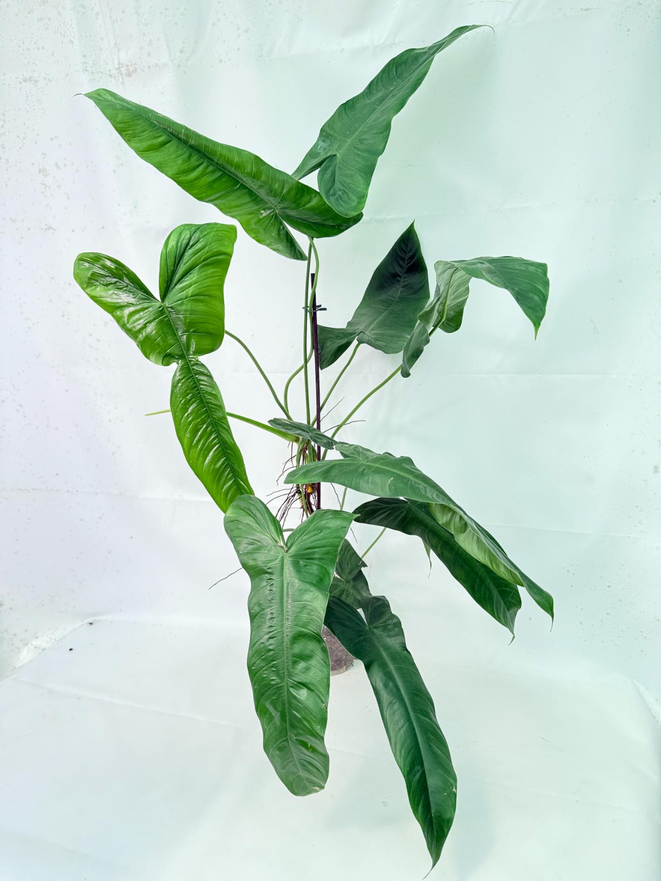 Philodendron Sharoniae XL 6