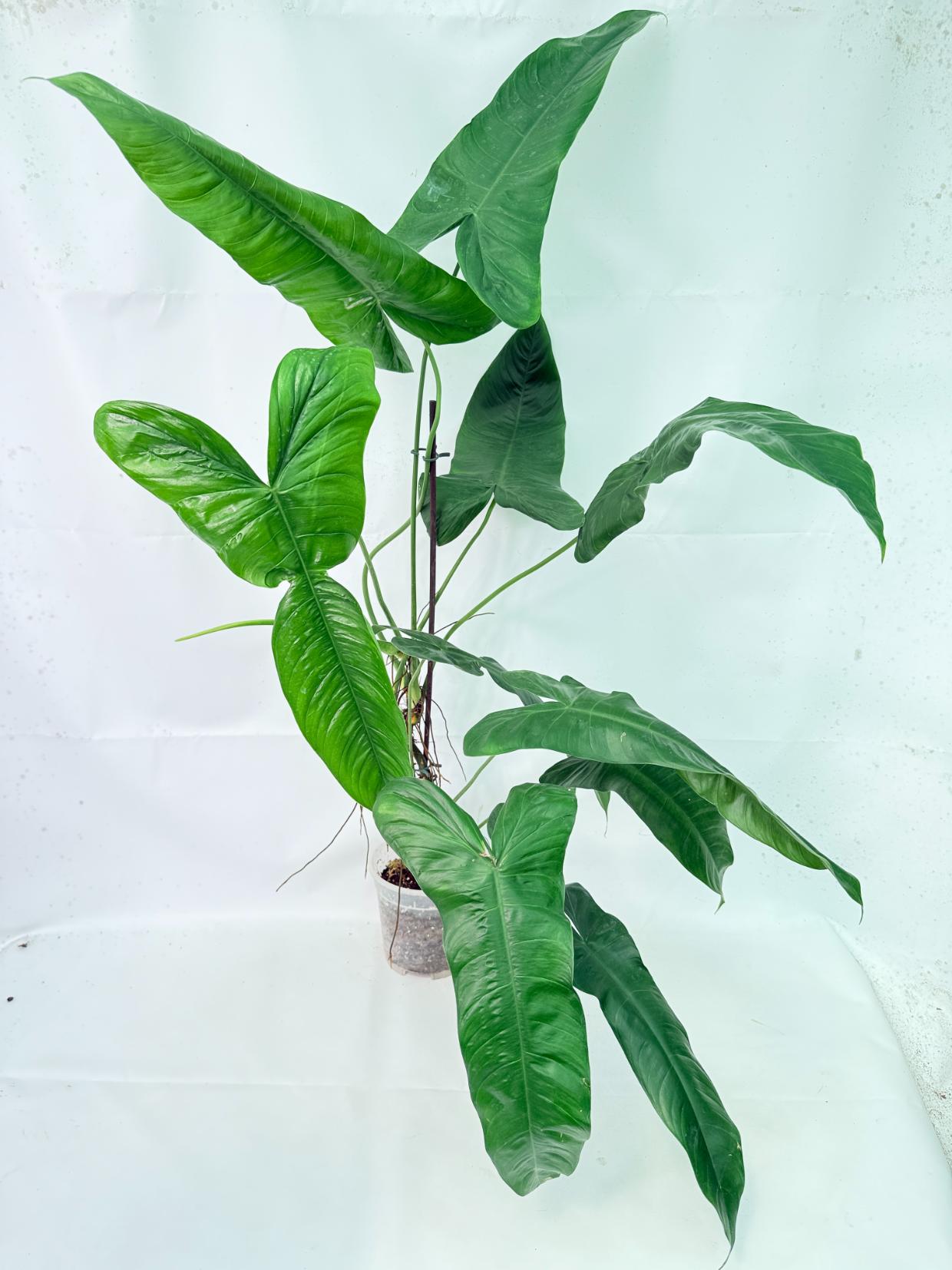 Philodendron Sharoniae XL 1