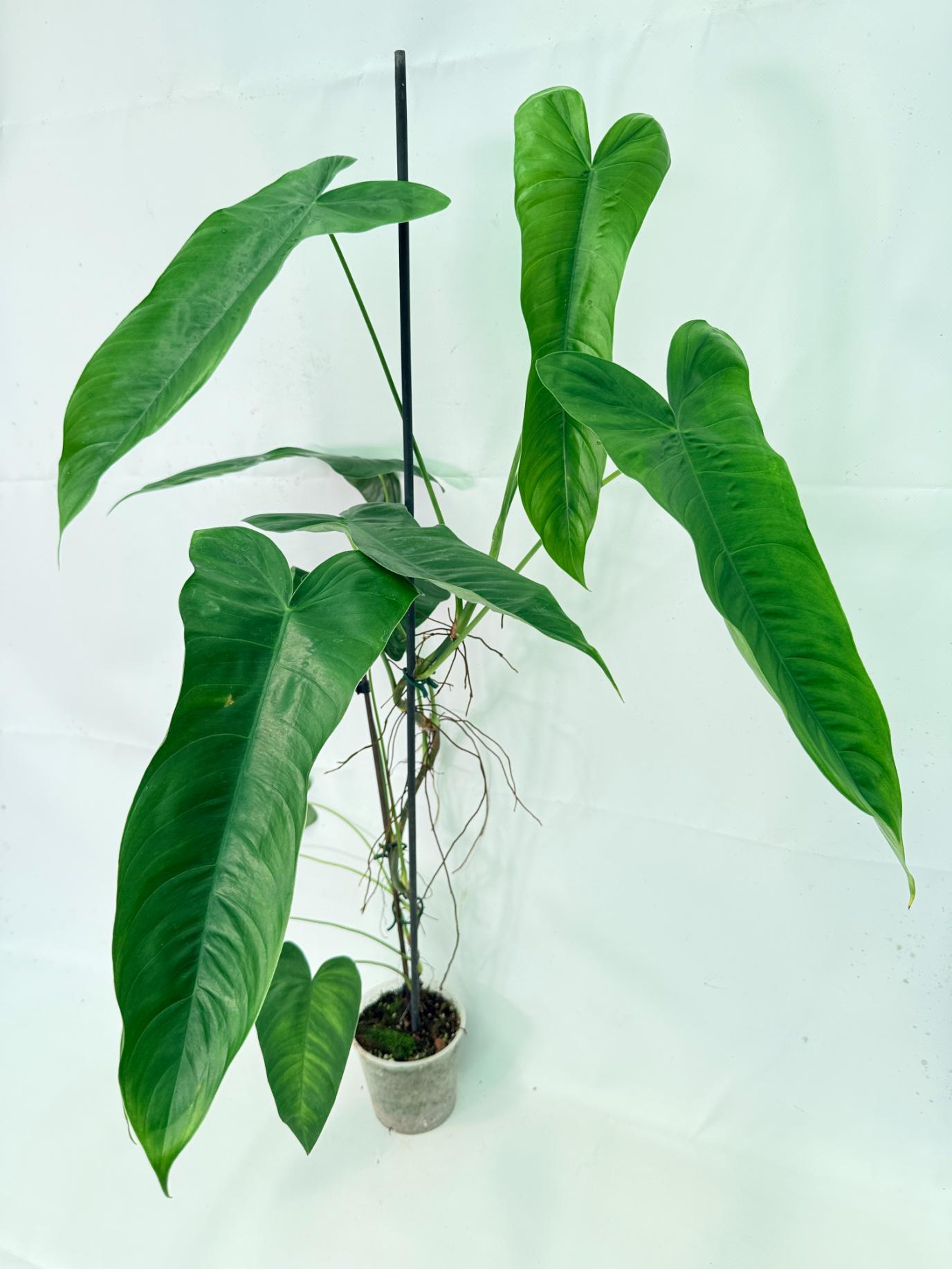 Philodendron Sharoniae XL 1