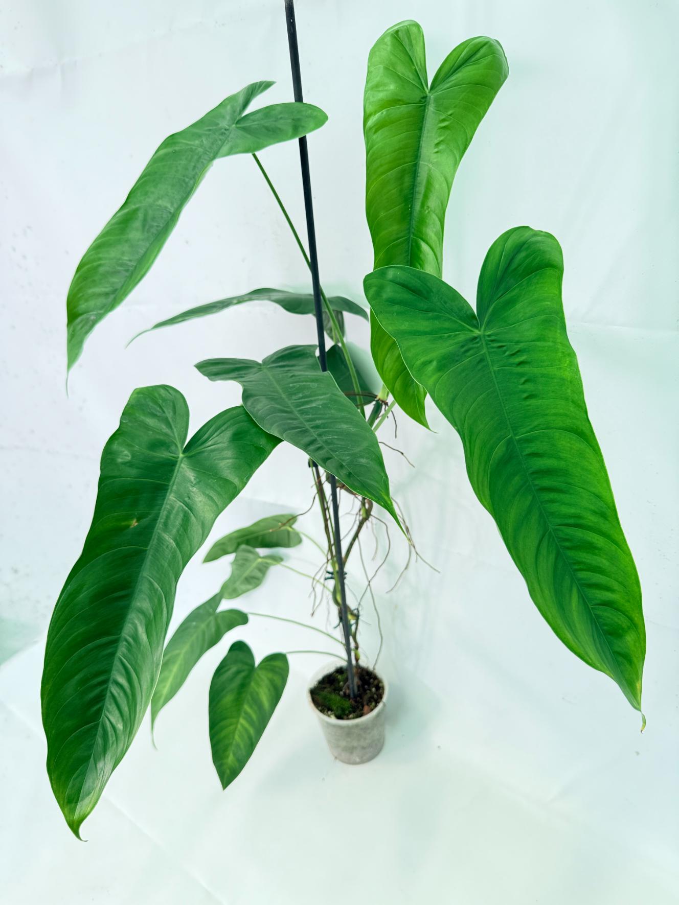 Philodendron Sharoniae XL 10