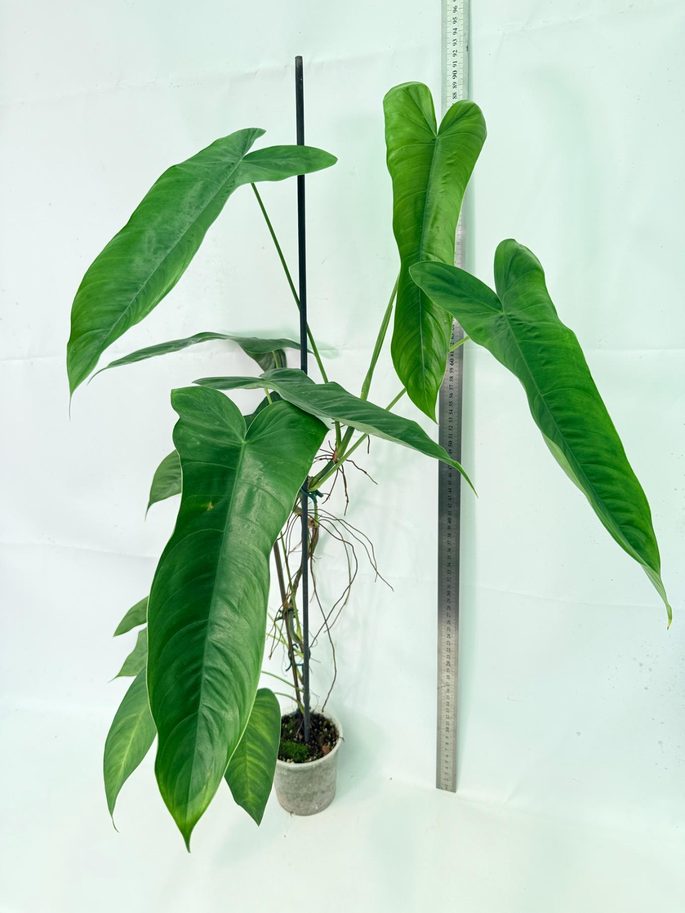 Philodendron Sharoniae XL 11