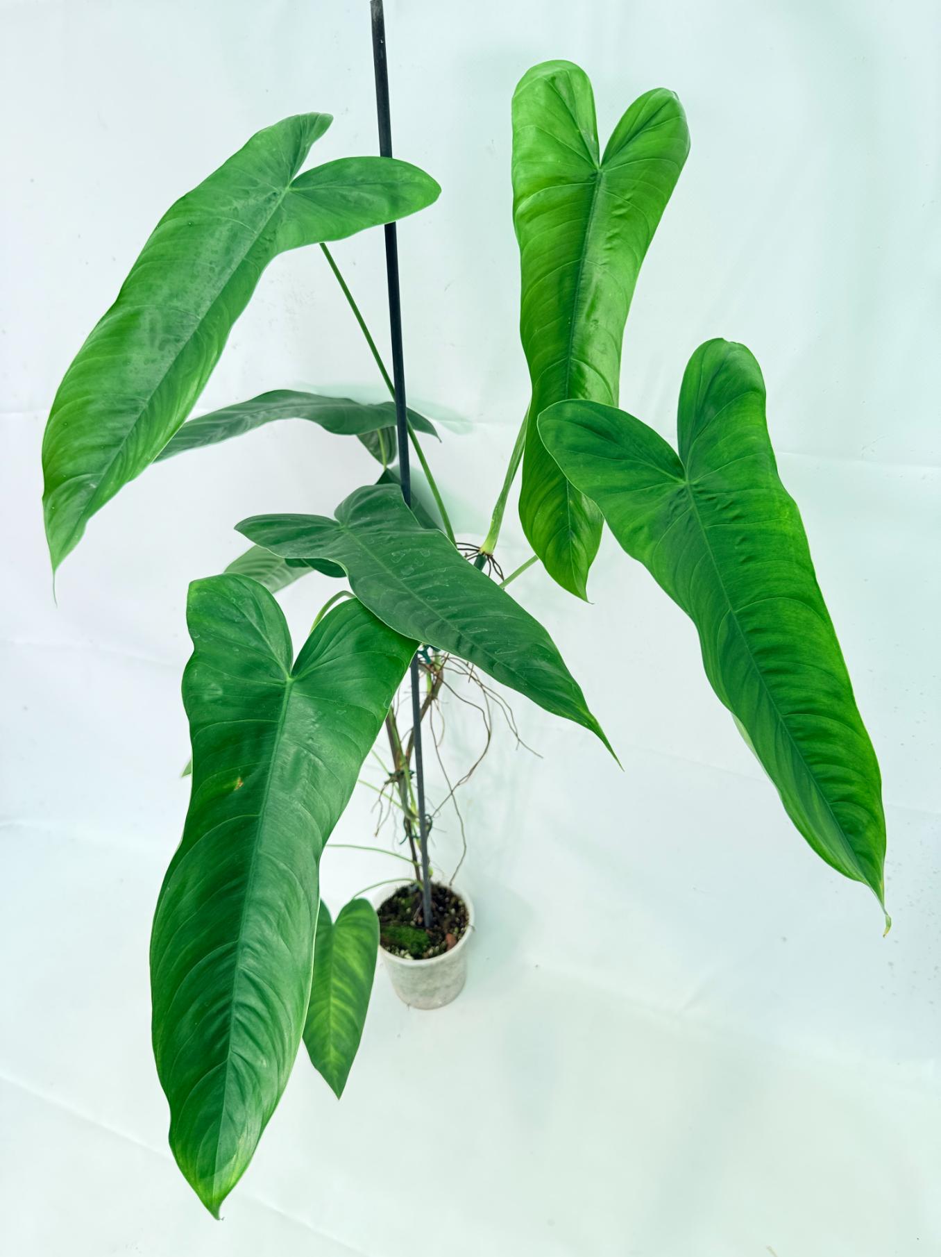 Philodendron Sharoniae XL 3