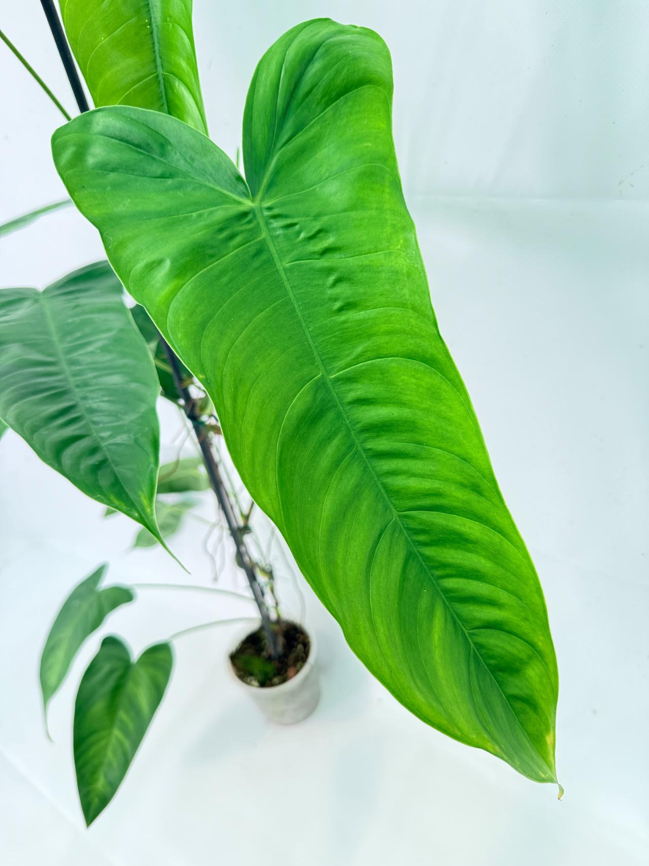 Philodendron Sharoniae XL 2