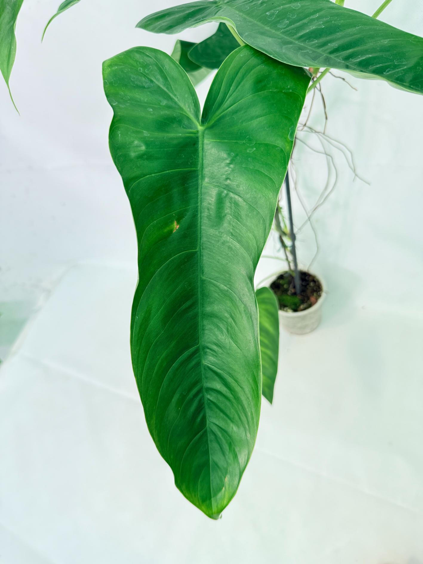 Philodendron Sharoniae XL 4