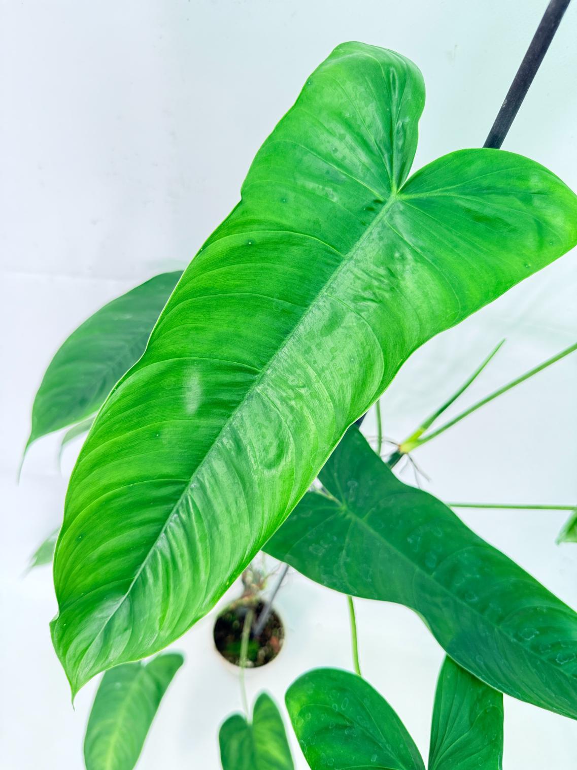 Philodendron Sharoniae XL 5