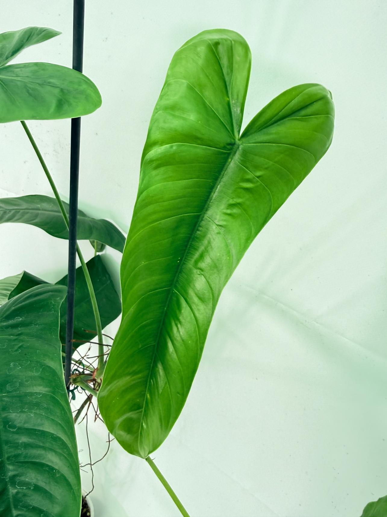 Philodendron Sharoniae XL 9