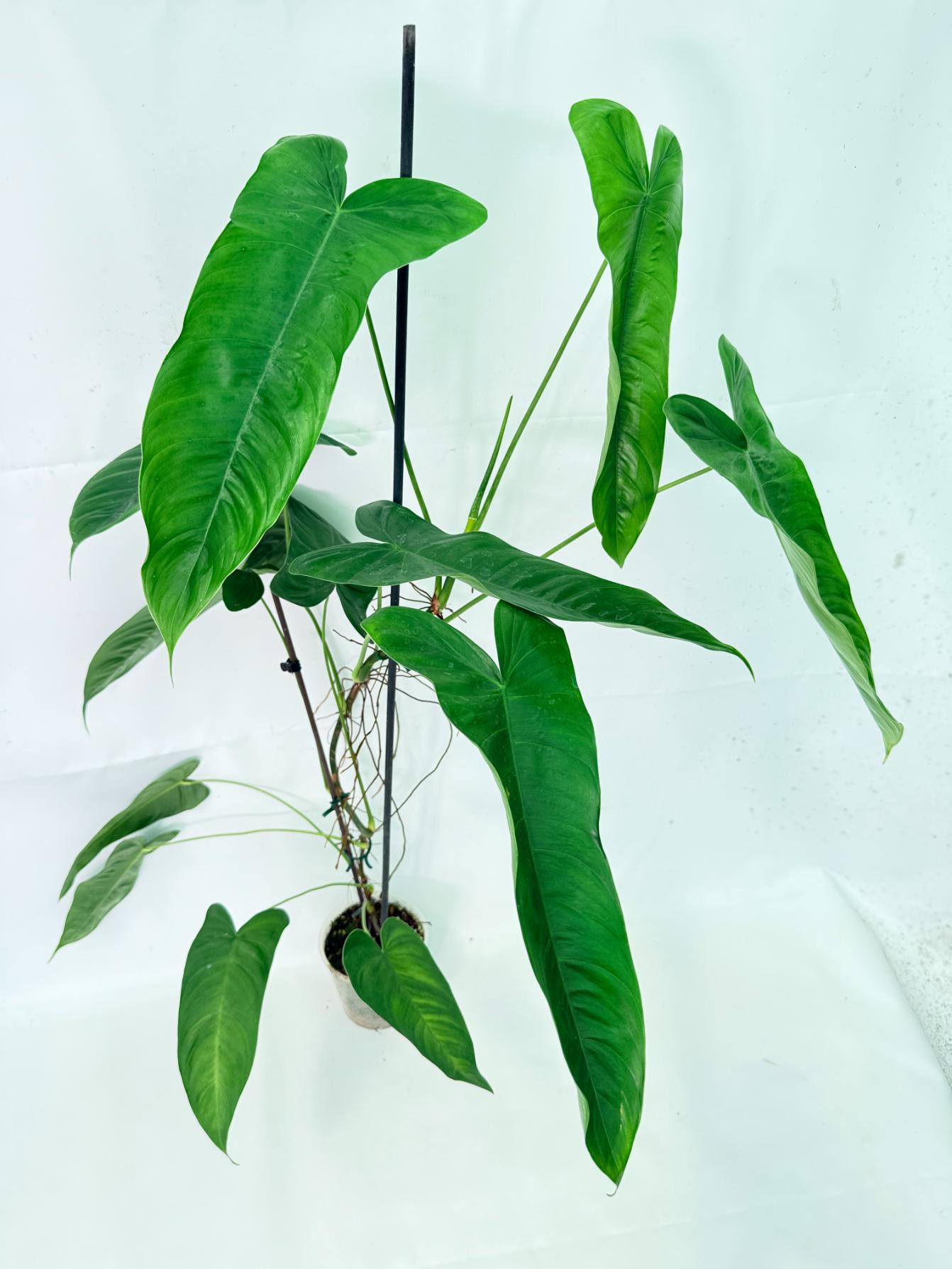 Philodendron Sharoniae XL 6