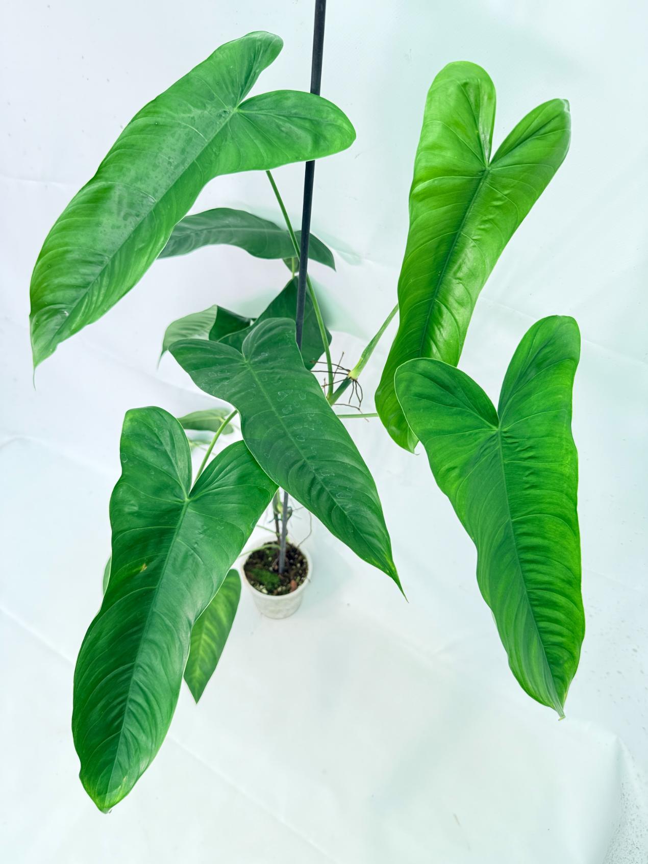 Philodendron Sharoniae XL 8